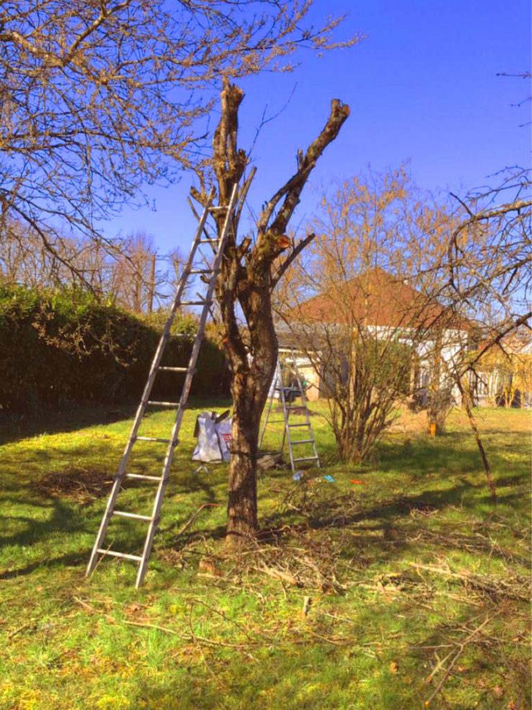 photo illustrant l'élagage d'un arbre après coupes en photos format jpeg