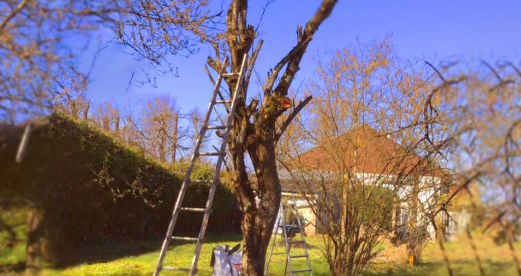PHOTO EXEMPLE élagage arbre coupé