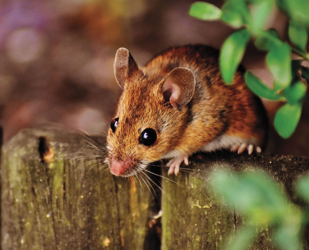 photo illustrant un nuisible une souris sur un morceau de bois dans la nature