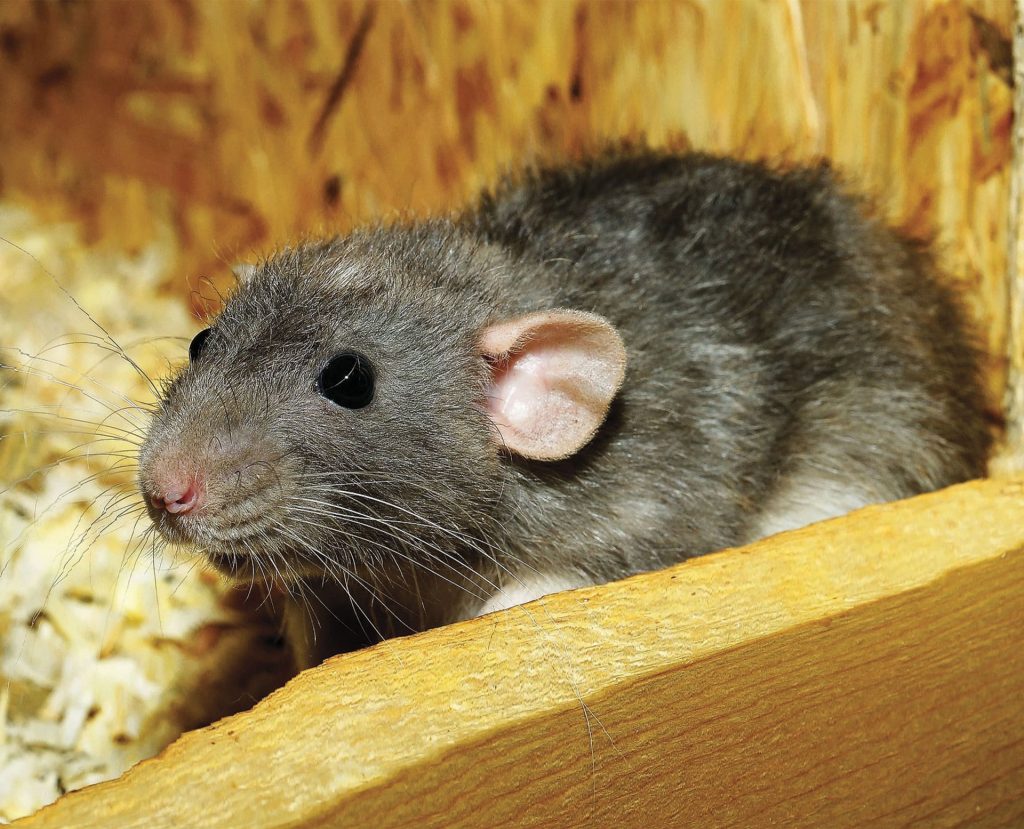 photo illustrant un rat nuisible avec arrière plan en bois agglo